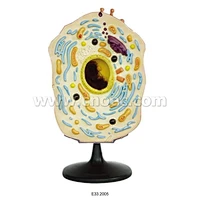 Model of Animal Cell
