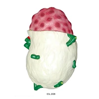 Human Lymph Node