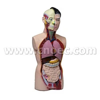 Modello del corpo umano
