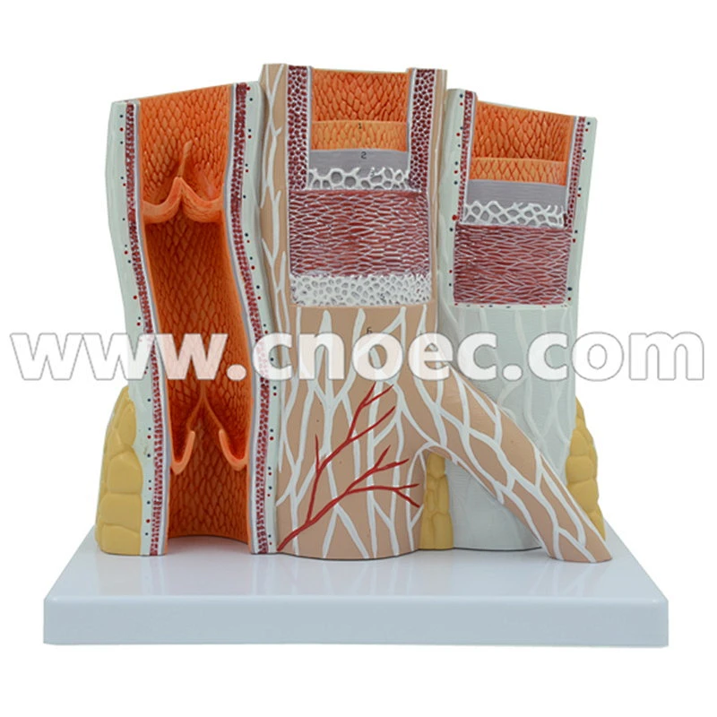 Arterial and Nevous Model