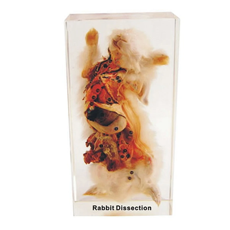 Rabbit injected