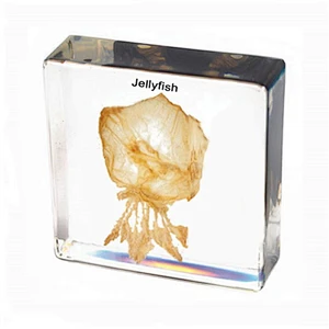 Jellyfish
