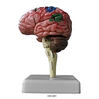 Model of Human Brain