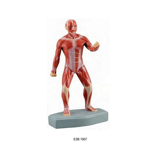 25 cm, modelo musculoso