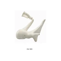Xương thính giác (Malleus Inchu Stapes)