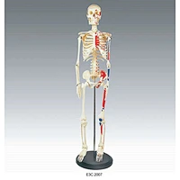 Human Skeleton 85cm