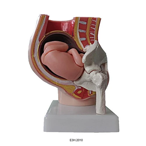 Human Pregnant Uterus
