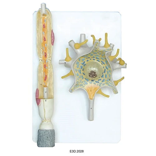 Neurnon Model