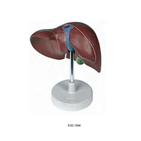 Gan Kích thước tự nhiên 1 phần