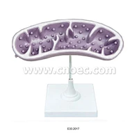 Model of Mitochondrion