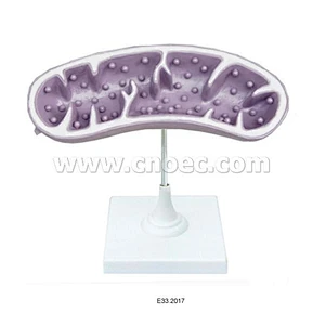 Model of Mitochondrion