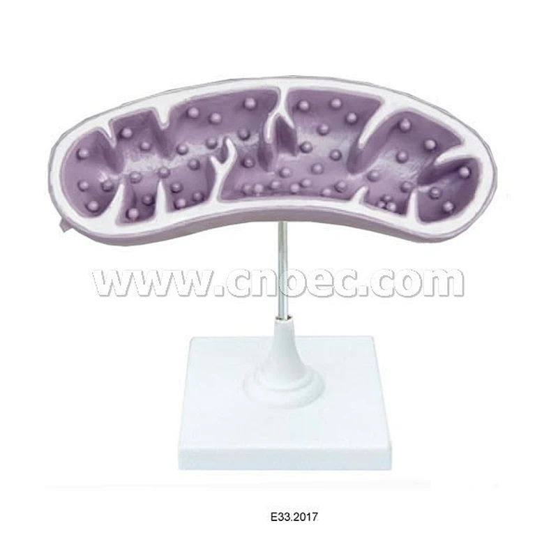 Model of Mitochondrion