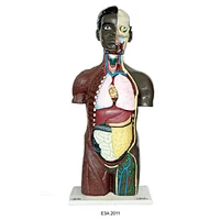85cm Human Unisex Torso