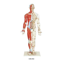 Muscular masculino humano