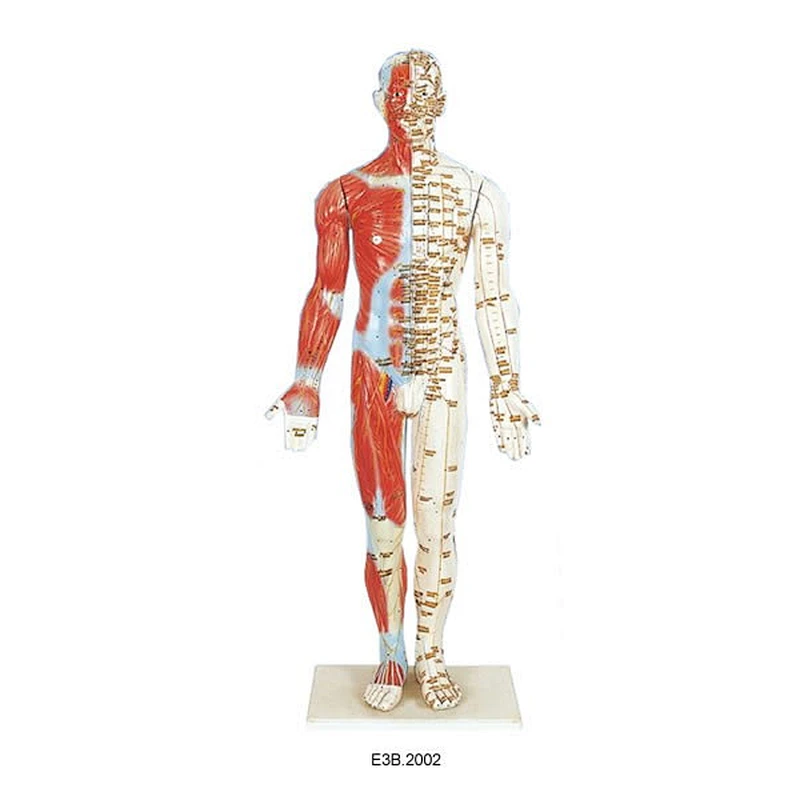 Human Male Muscular