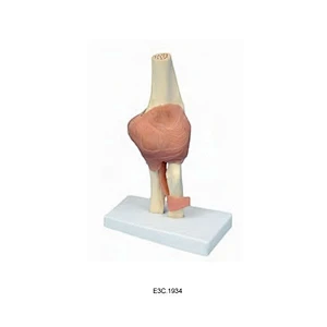 Articulation du coude (petite taille)