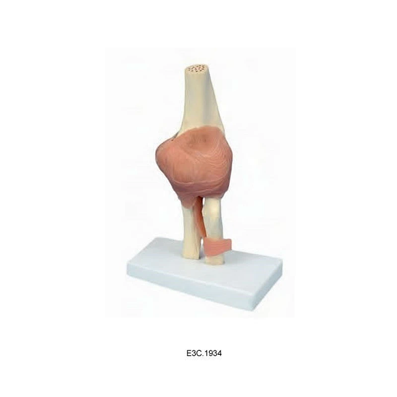 Articulation du coude (petite taille)