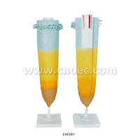 Root Tip