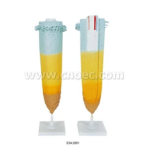 Root Tip