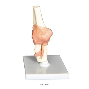 Human Elbow Joint