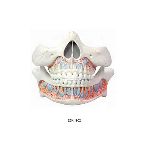 DeciduousTeeth Model
