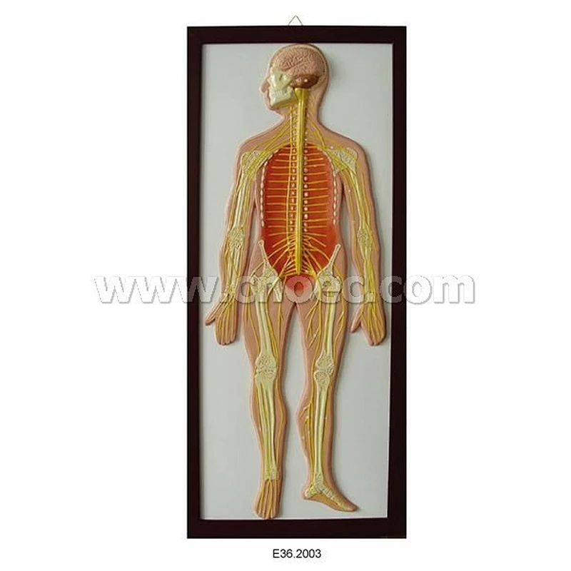 Relief Model of Human Nerves