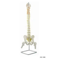 Colonna vertebrale flessibile
