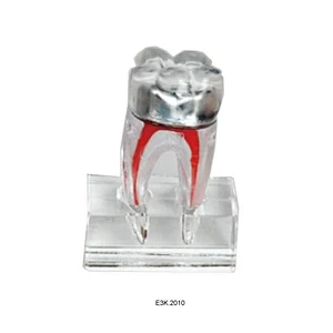 Modèle de dent humaine 3D