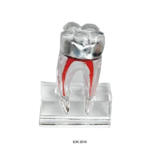 3D Human Tooth Model