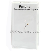 Crystal Specimen, Funaria