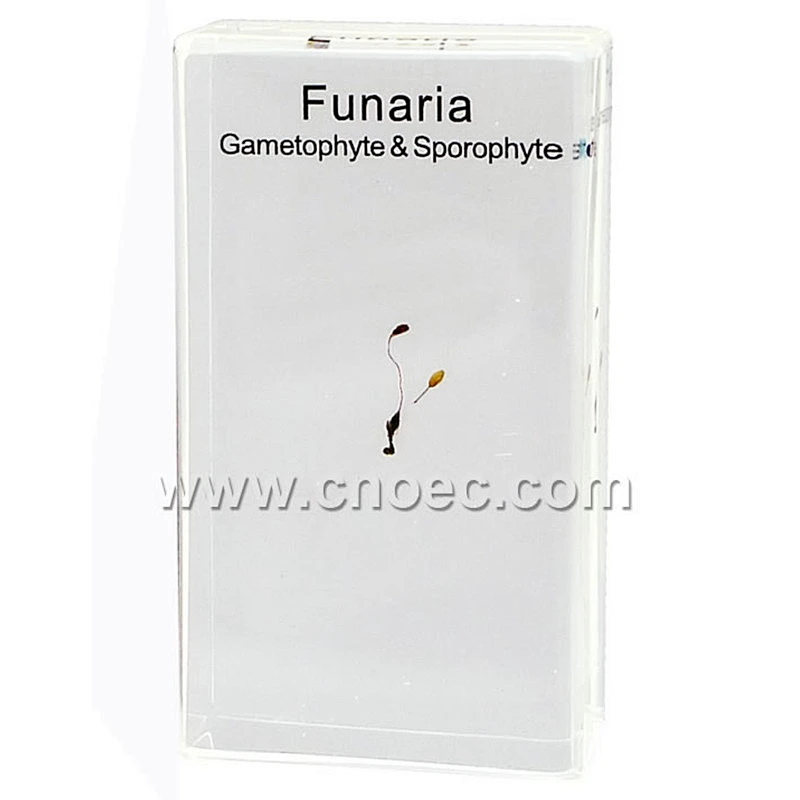 عينة الكريستال ، Funaria