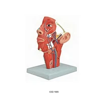 Head Vein Model