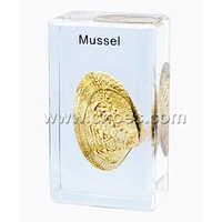 Crystal Specimen, Mussel
