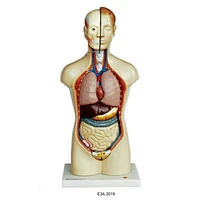 42cm Human  Torso