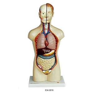 42cm Human  Torso