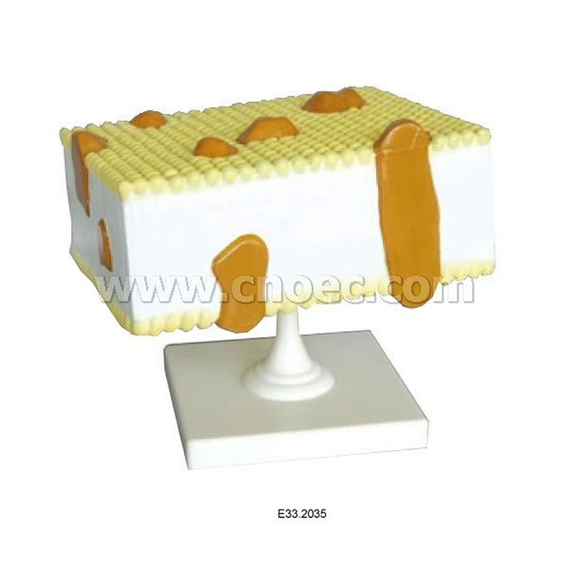Cell Membrane