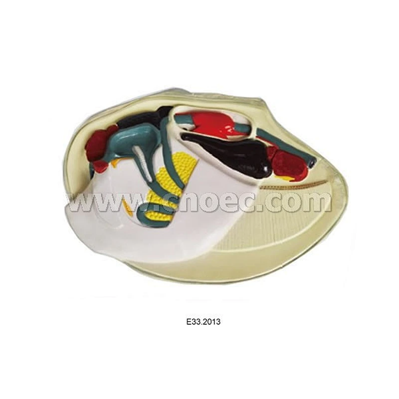 River Mussel