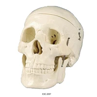 Model of adult skull
