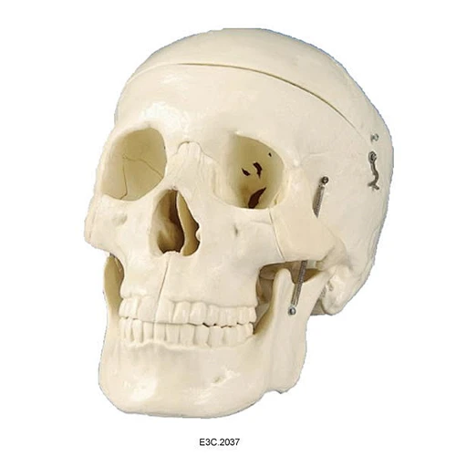 Model of adult skull