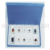 Bộ 10 Món Côn Trùng