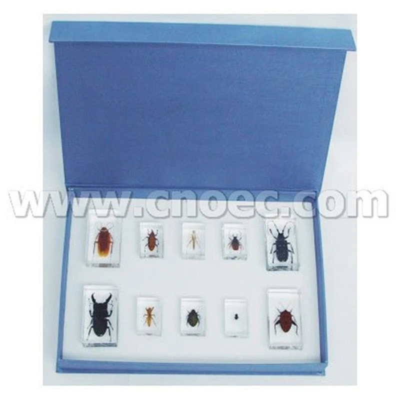 Set di 10 insetti parassiti