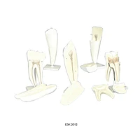 Human Tooth Set