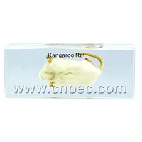 Crystal Specimen, Kangaroo Rat