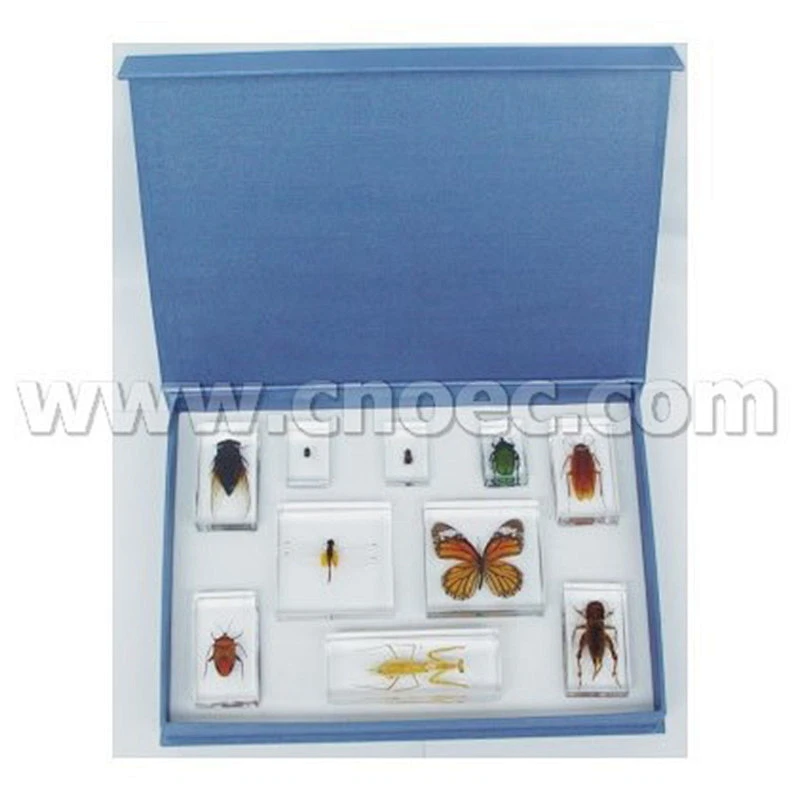 Familiar Insect Set of 10