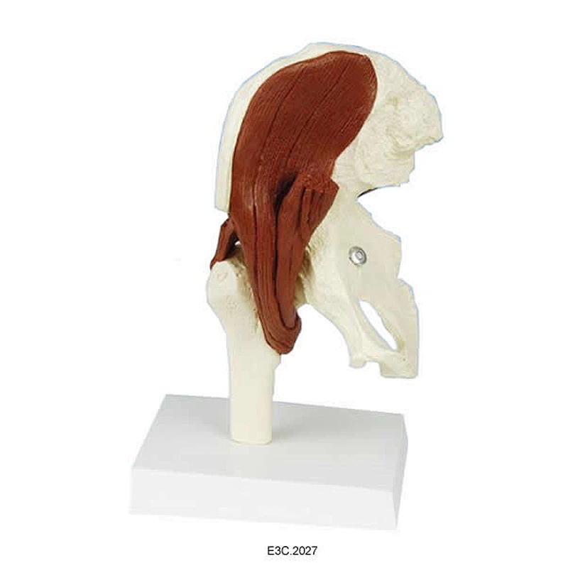 Human Muscled Hip Joint Model