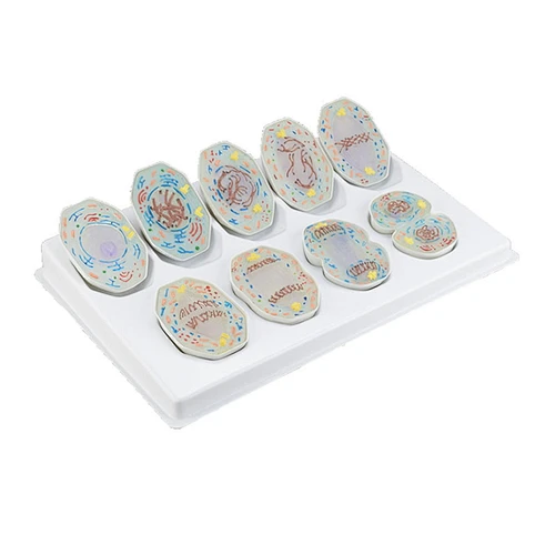 Mitosis Model, 9 parts