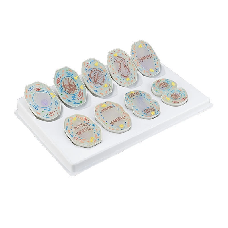 Mitosis Model, 9 parts