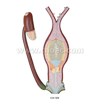 Fertilization of An Angiosperm