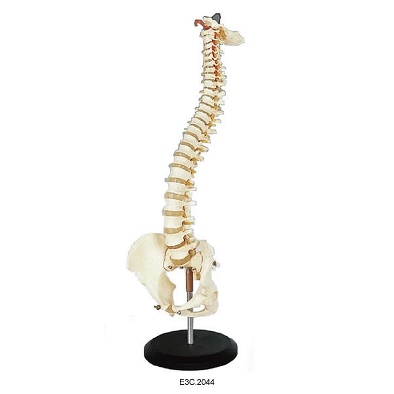Human Vertebral Column and Pelvis