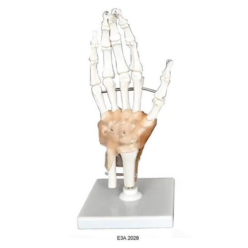 Skeletion Model of Human Hand